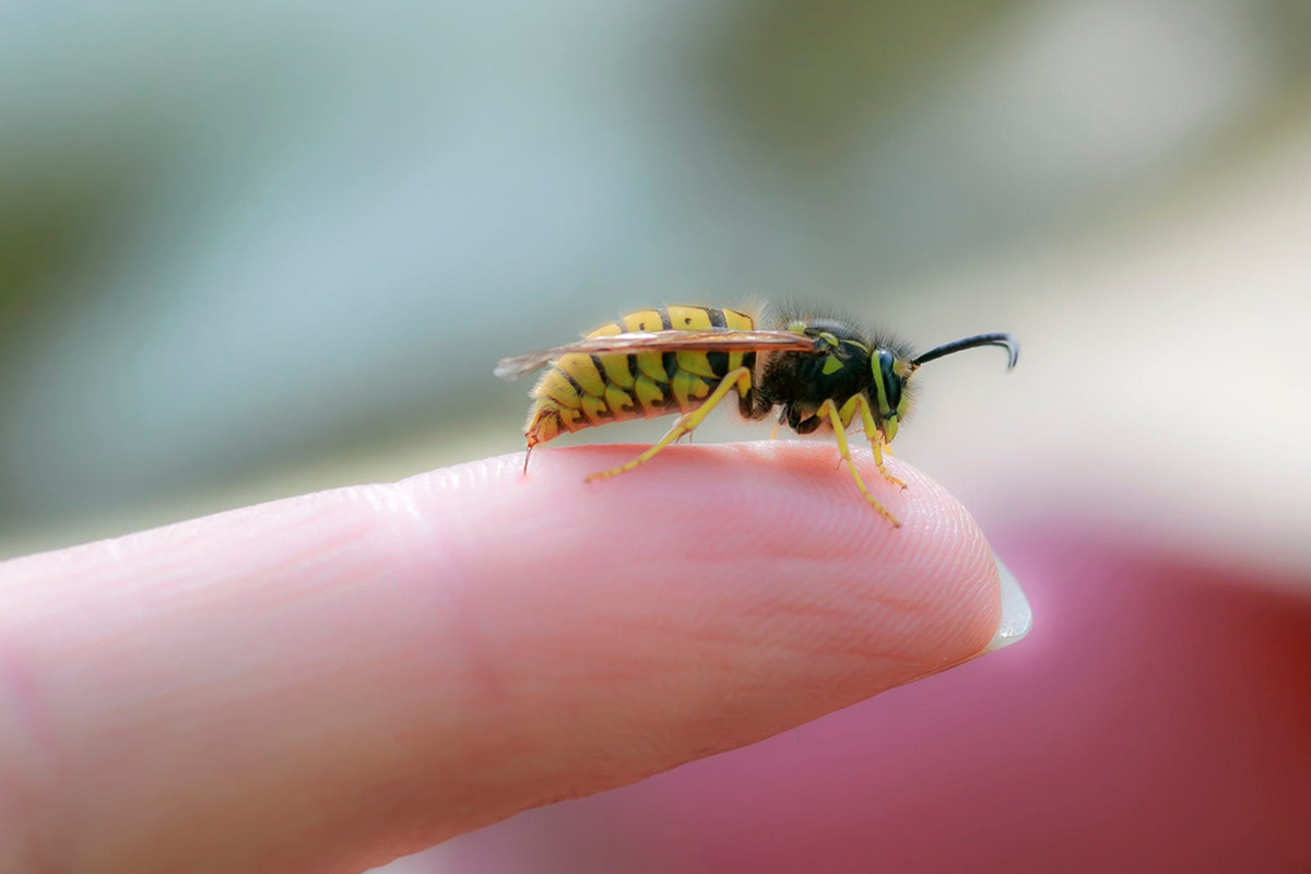 Venin de insecte